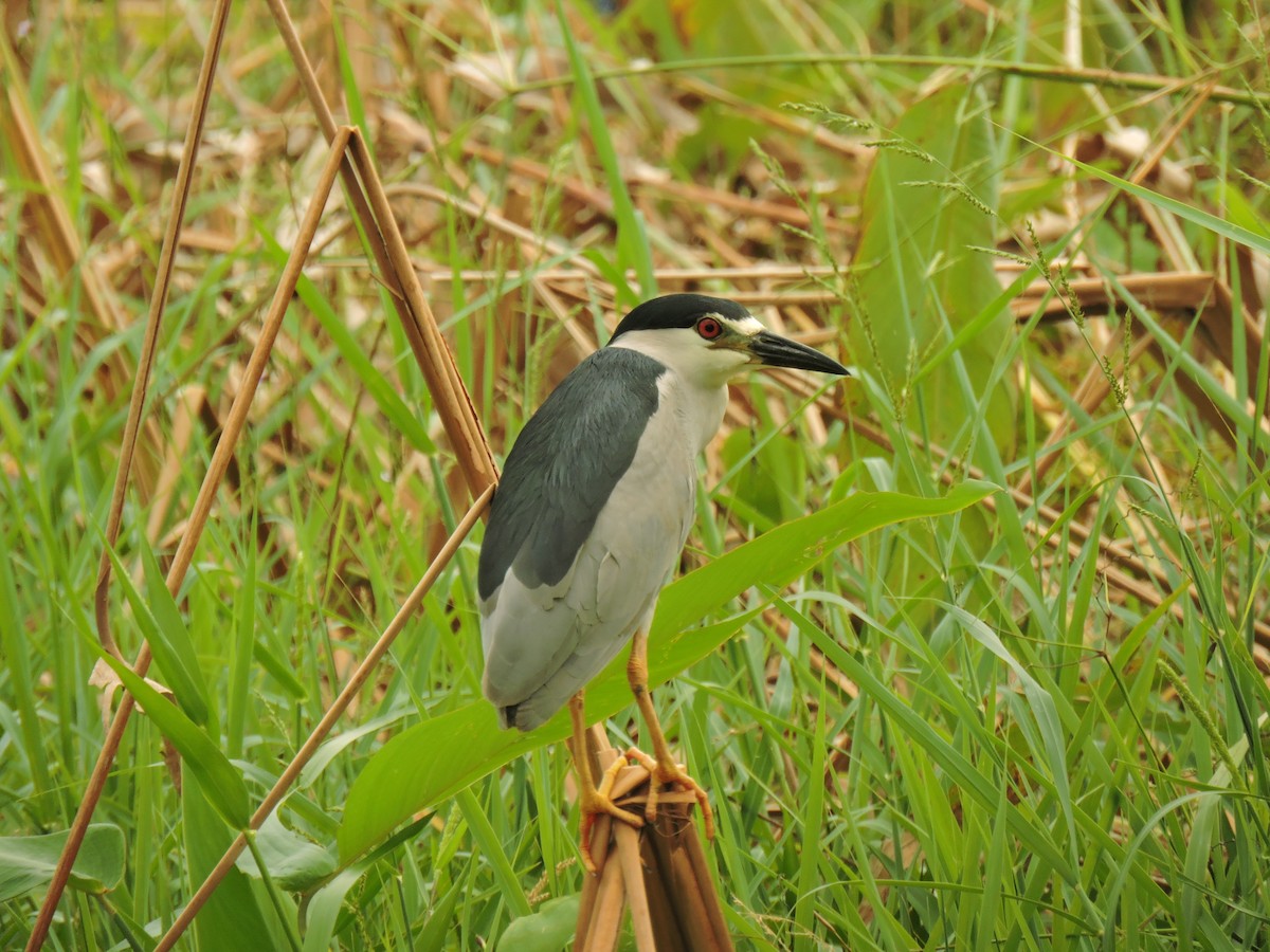 Квак звичайний - ML646300890