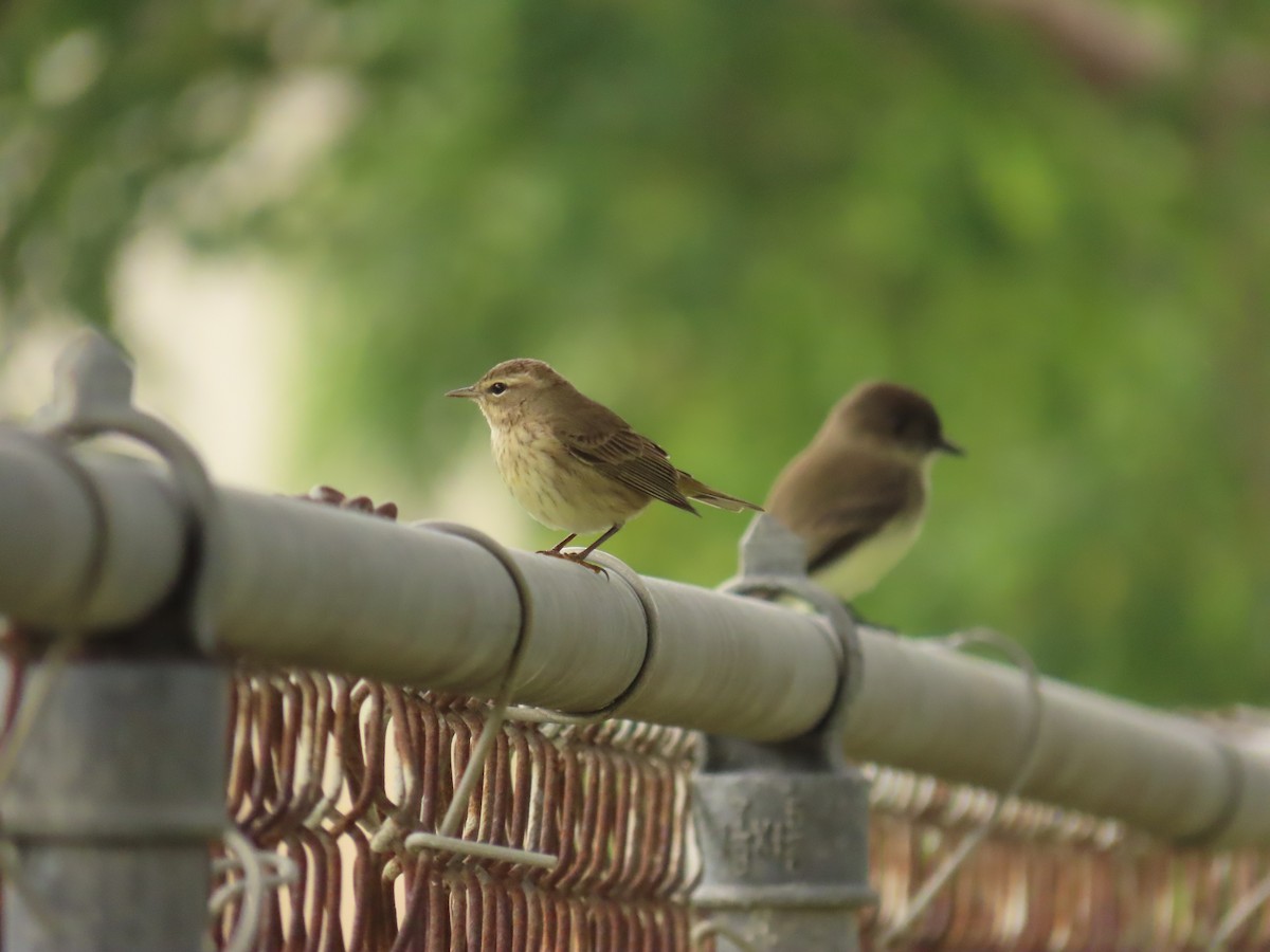 Пісняр-лісовик рудоголовий - ML646300892