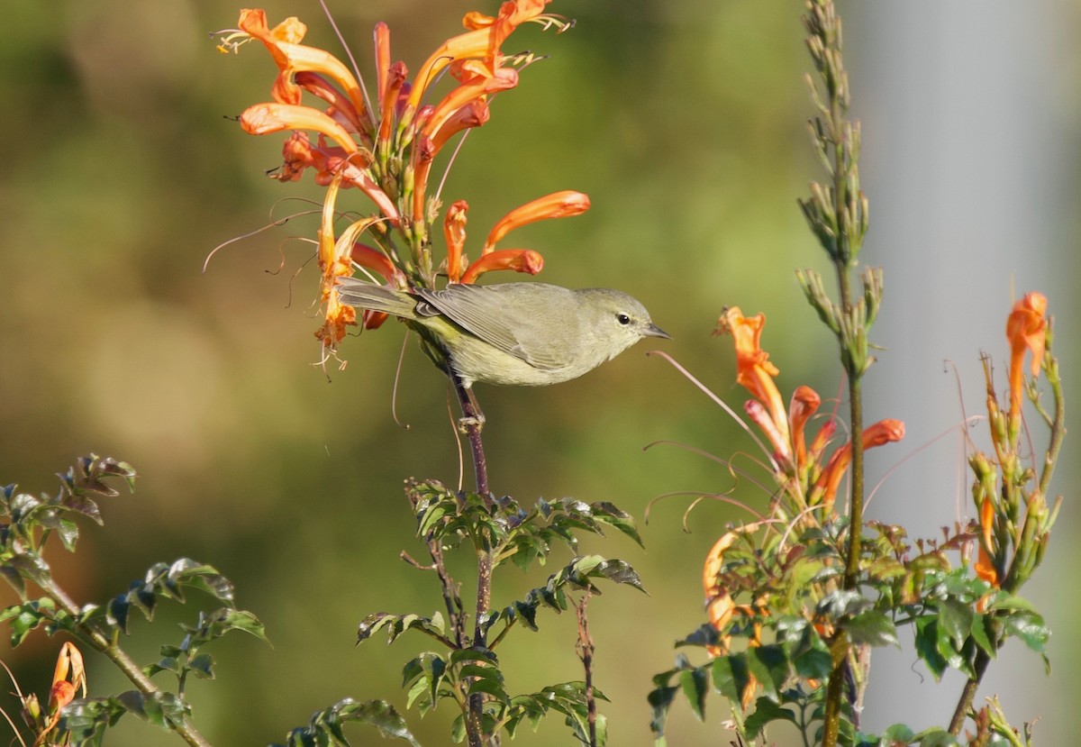 Червоїд оливковий (підвид celata/orestera) - ML646300893