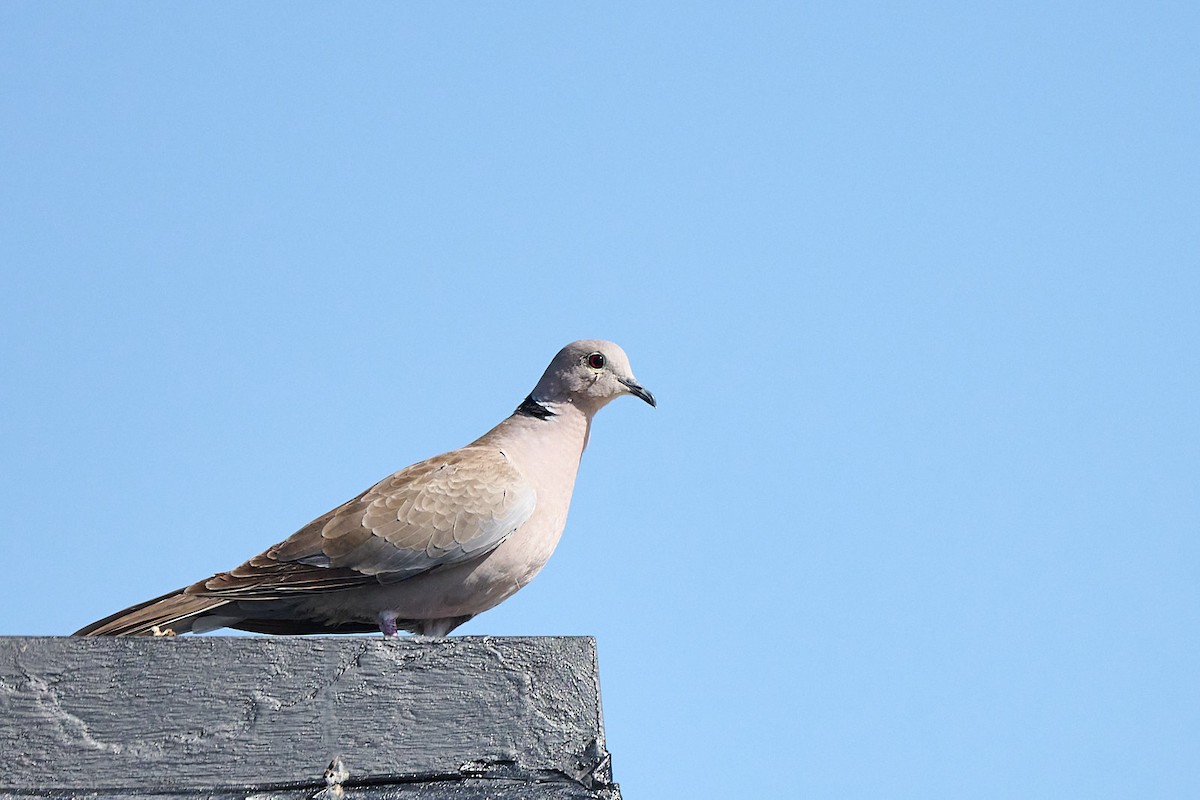 Горлиця садова - ML646300894