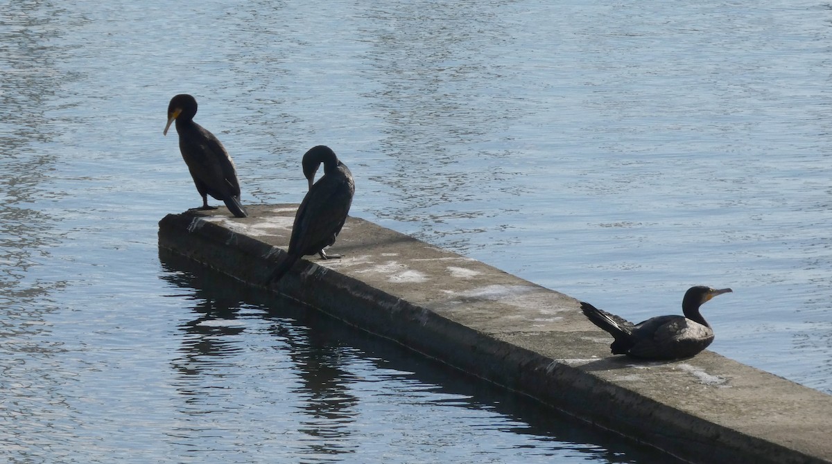 Баклан великий - ML646300895