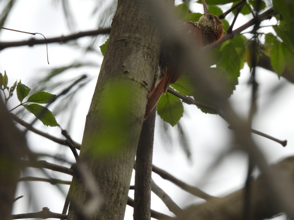 Scaled Woodcreeper (Wagler's) - ML646300896