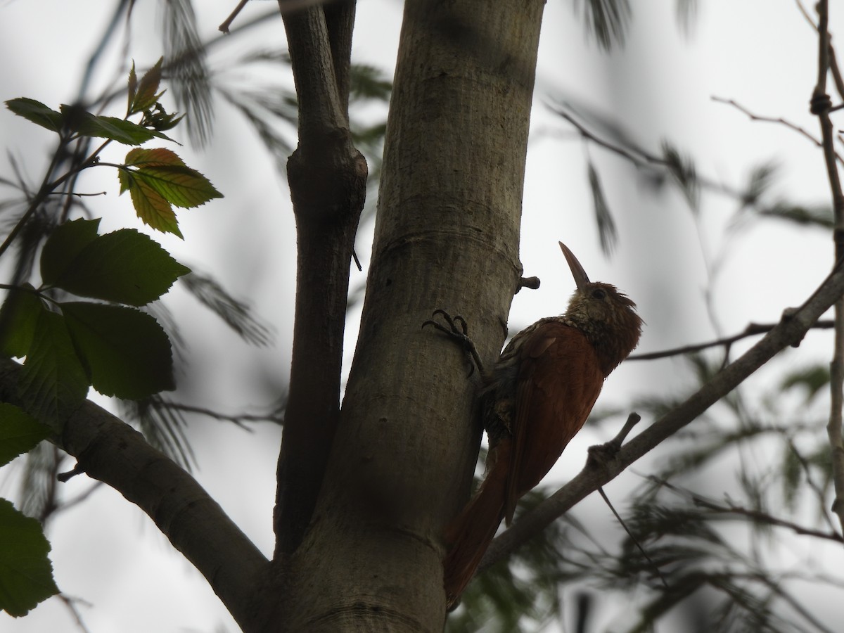 Scaled Woodcreeper (Wagler's) - ML646300897