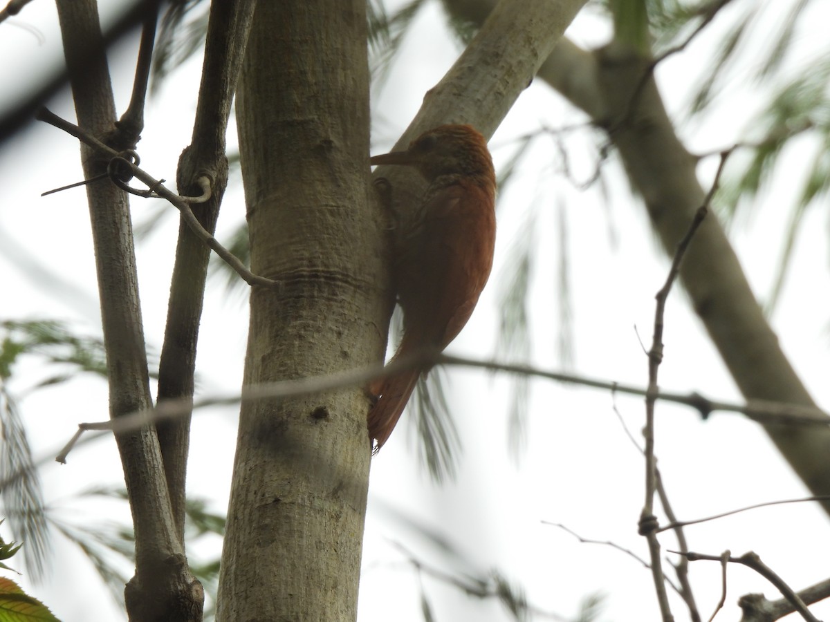 Scaled Woodcreeper (Wagler's) - ML646300898