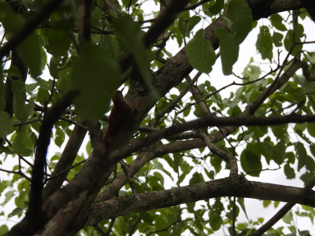 Scaled Woodcreeper (Wagler's) - ML646300900