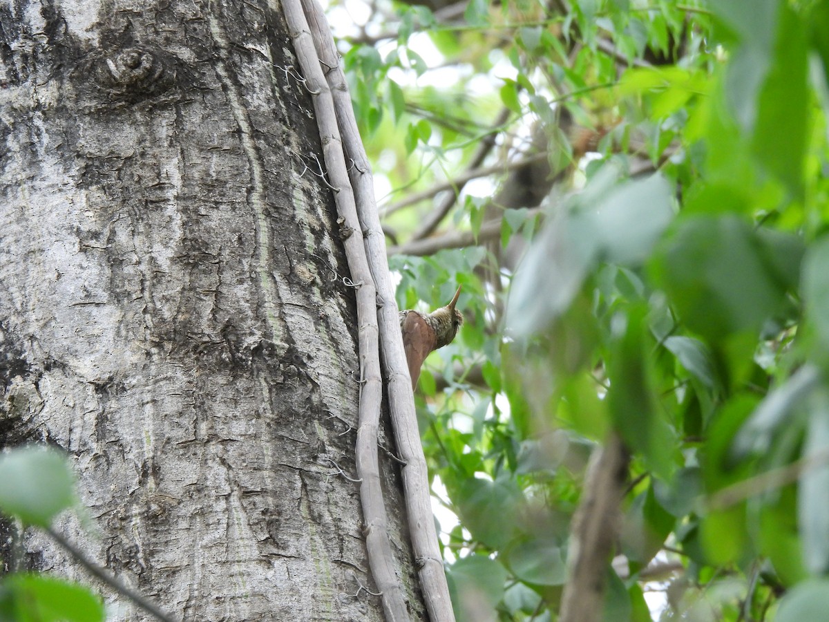 Scaled Woodcreeper (Wagler's) - ML646300901