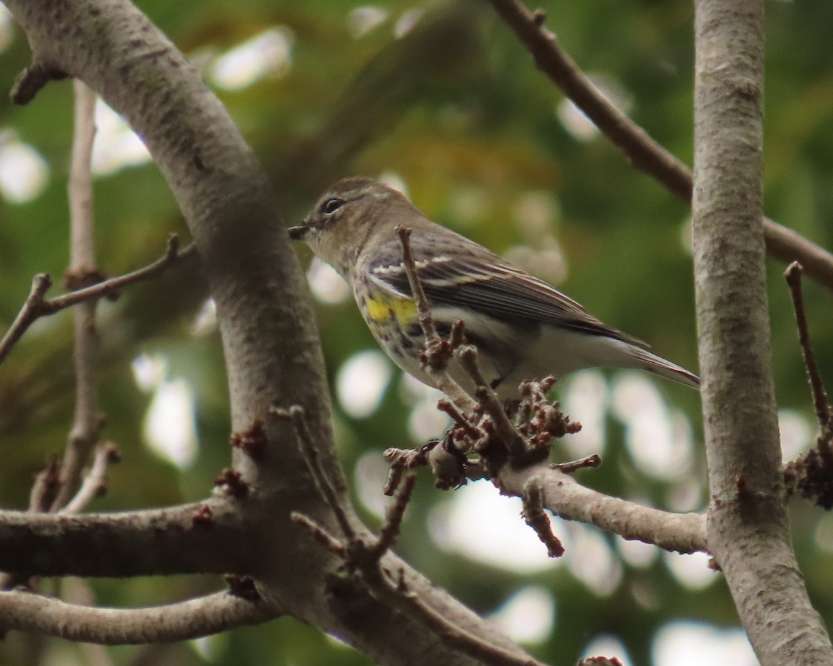 Пісняр-лісовик жовтогузий - ML646300902