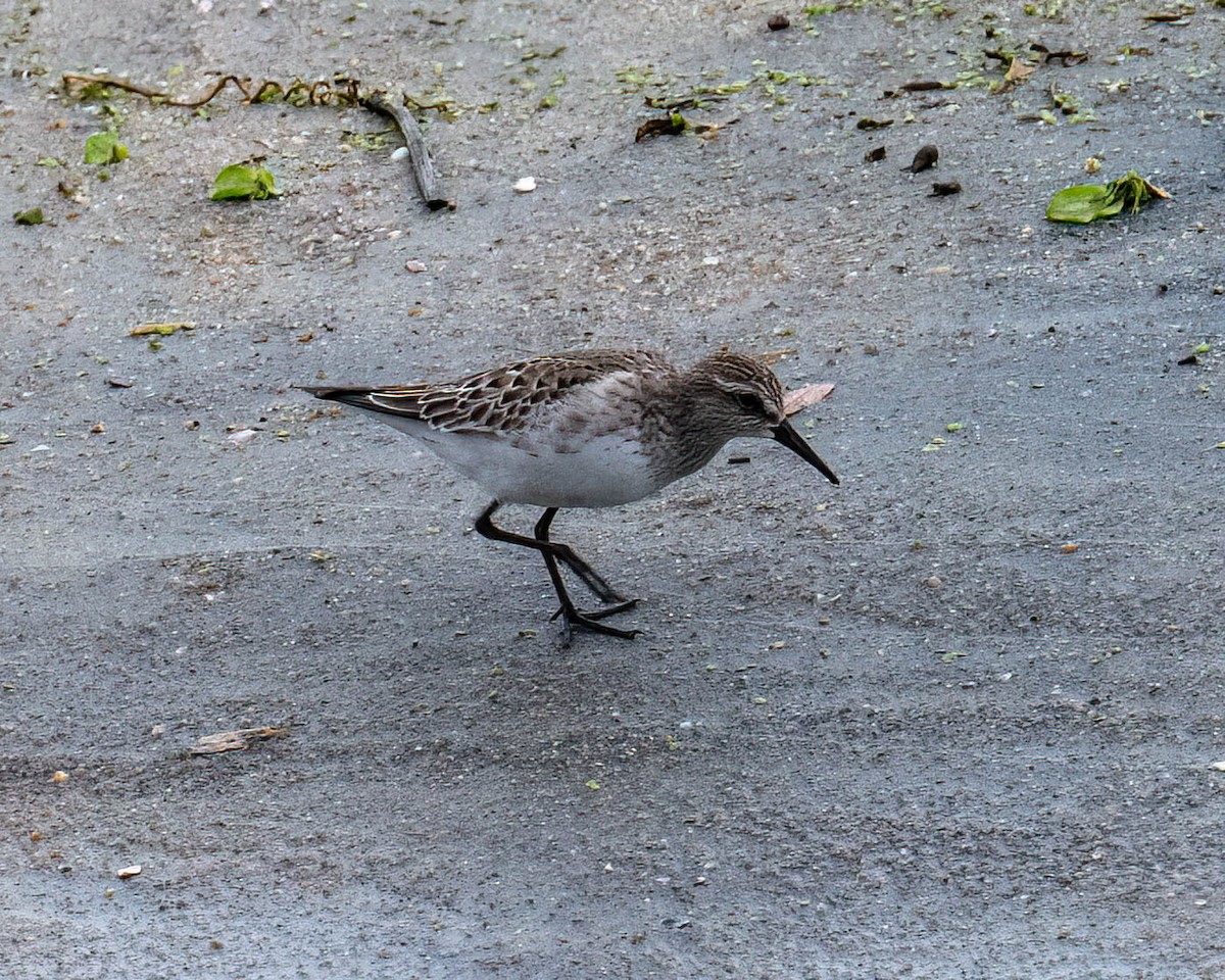 Weißbürzel-Strandläufer - ML646300904