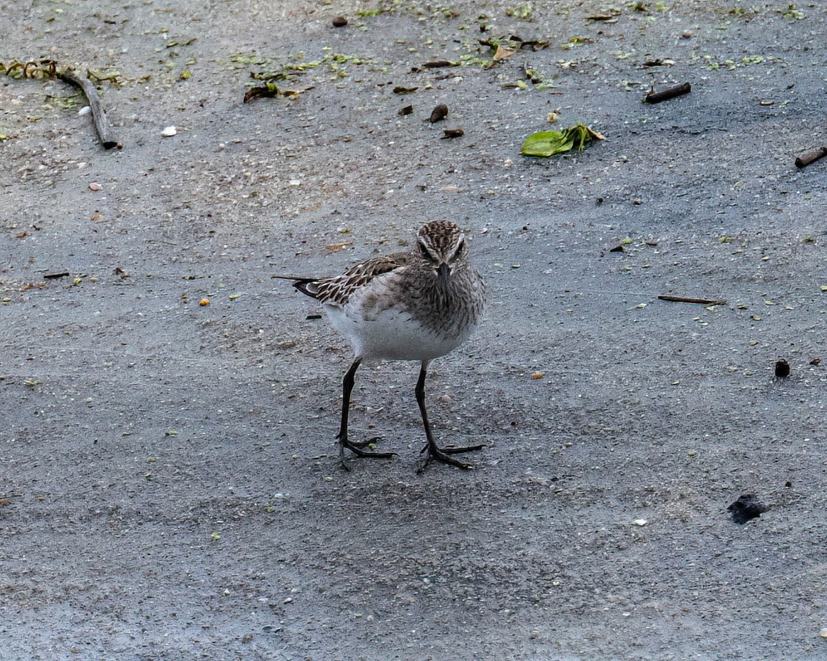 Weißbürzel-Strandläufer - ML646300905