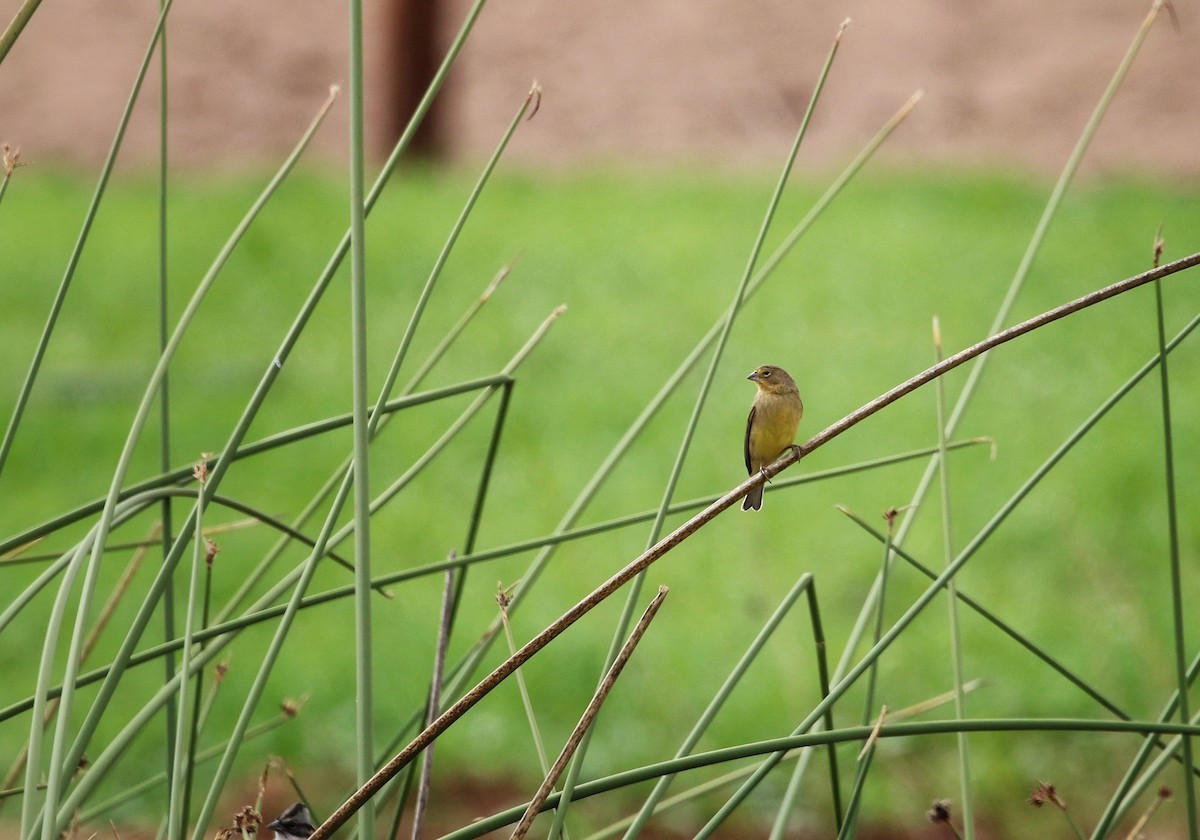 Kurzschnabel-Gilbtangare - ML646300906