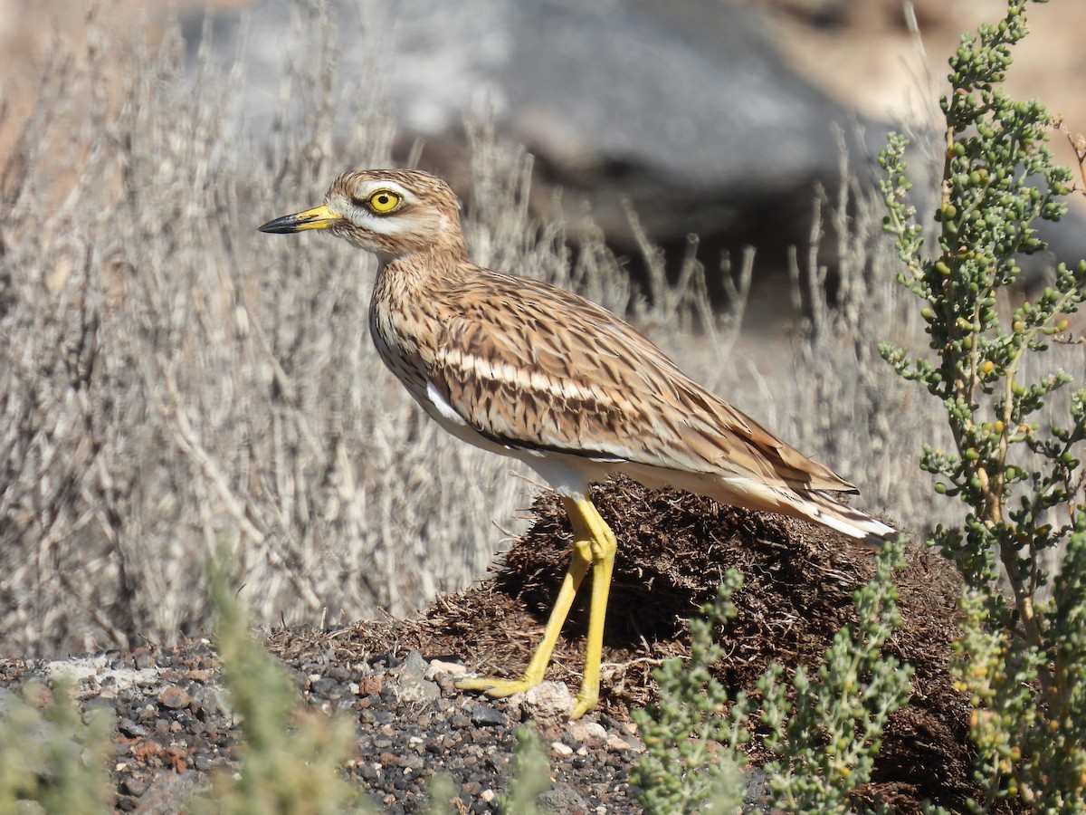 Eurasian Thick-knee - ML646300907
