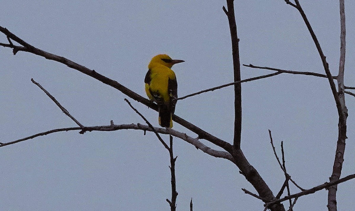 Indian Golden Oriole - ML646300908