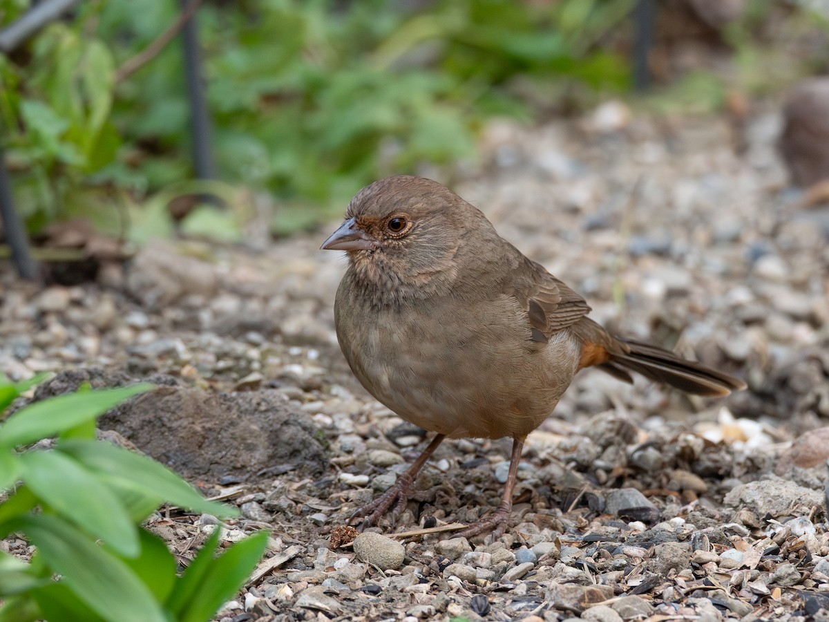 California Towhee - ML646300909
