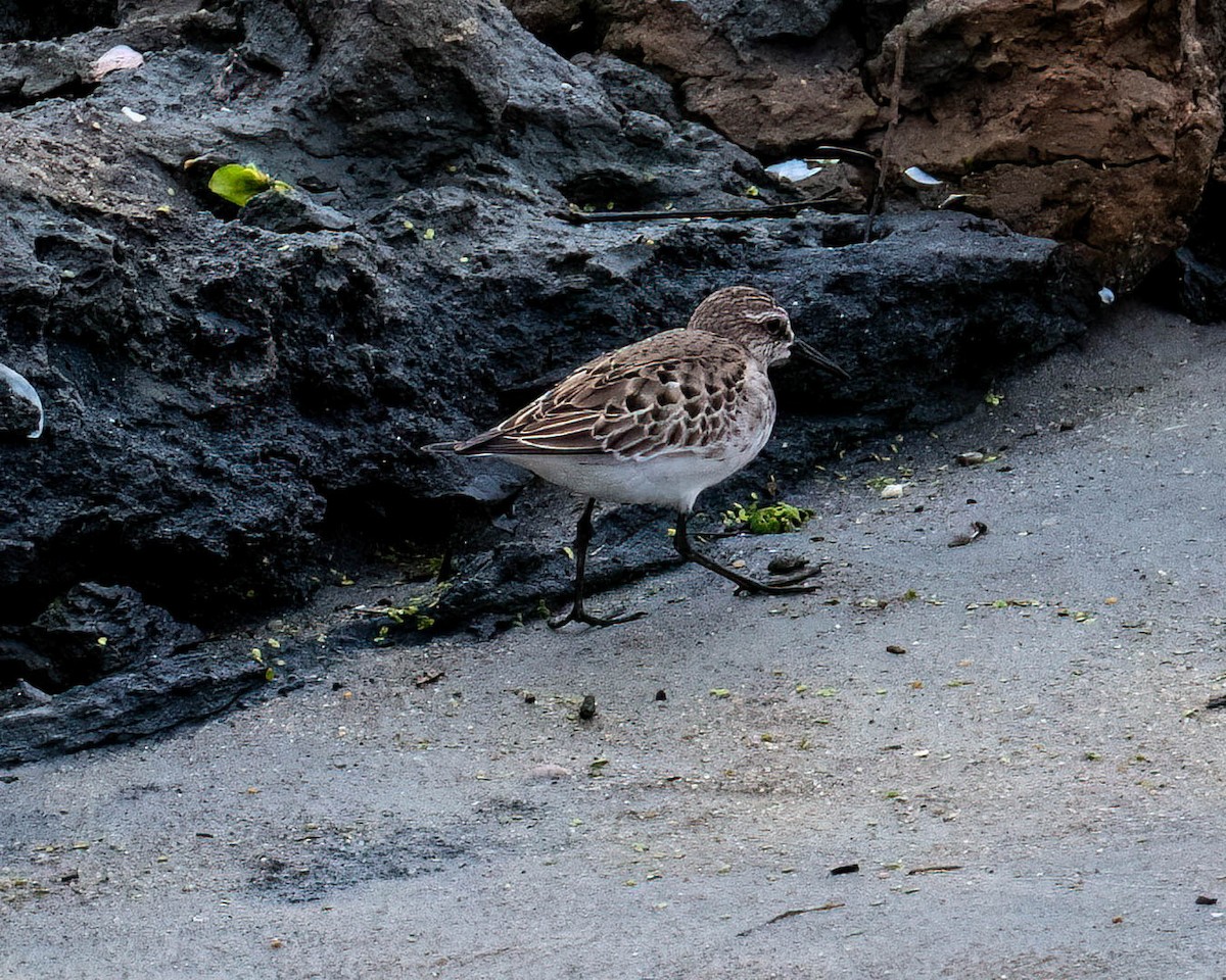 Weißbürzel-Strandläufer - ML646300911