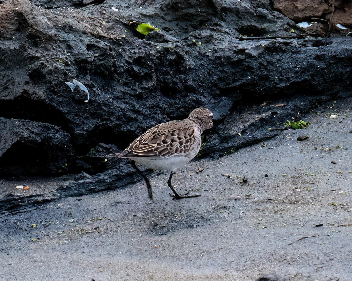 Weißbürzel-Strandläufer - ML646300912
