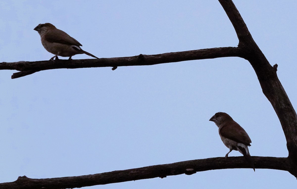Indian Silverbill - ML646300917