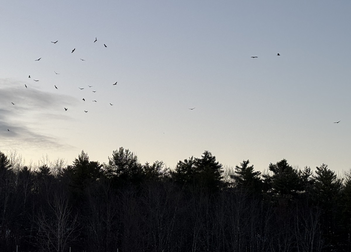 Turkey Vulture - ML646300919