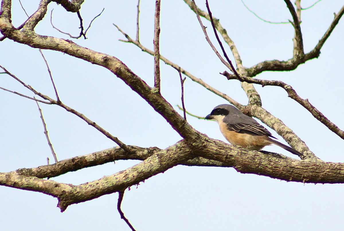 Gray-backed Shrike - ML646300920