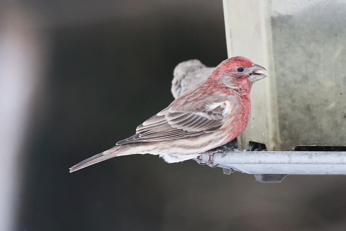 Purple Finch - ML646300921