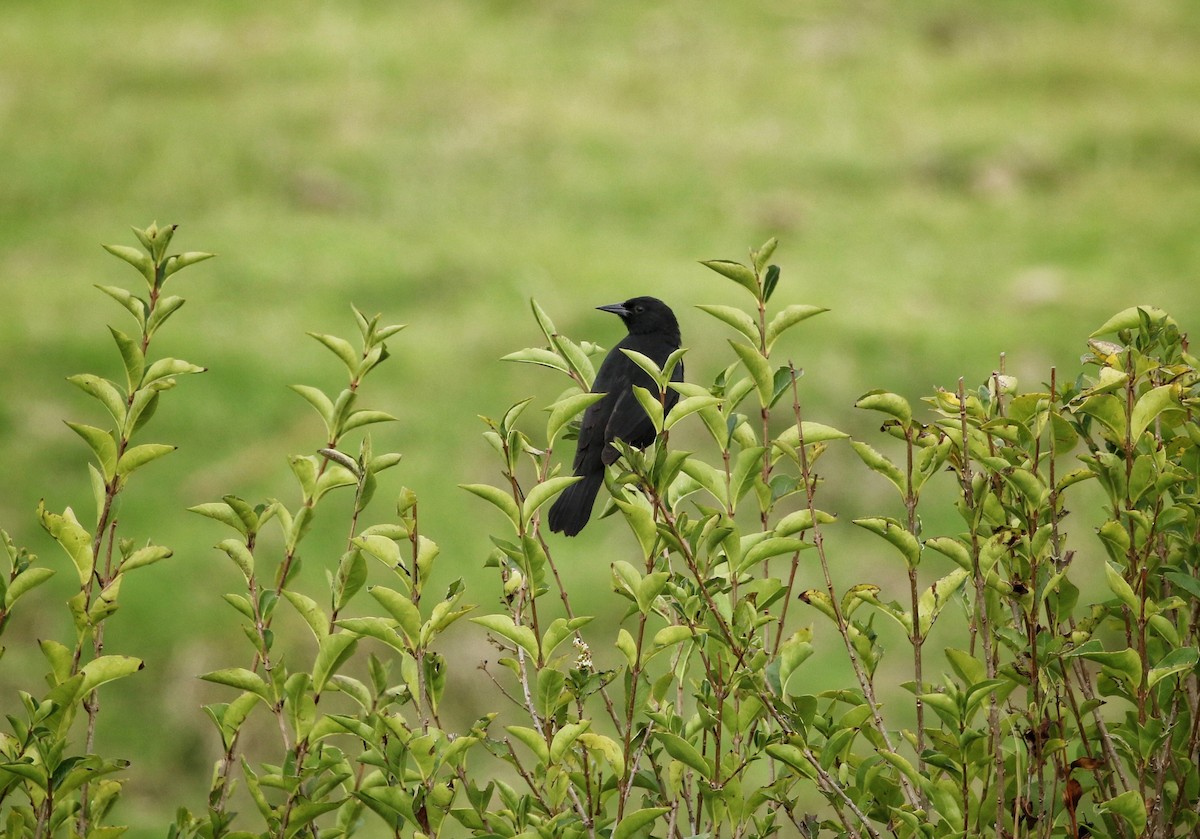 Золотистоплечий курен - ML646300929