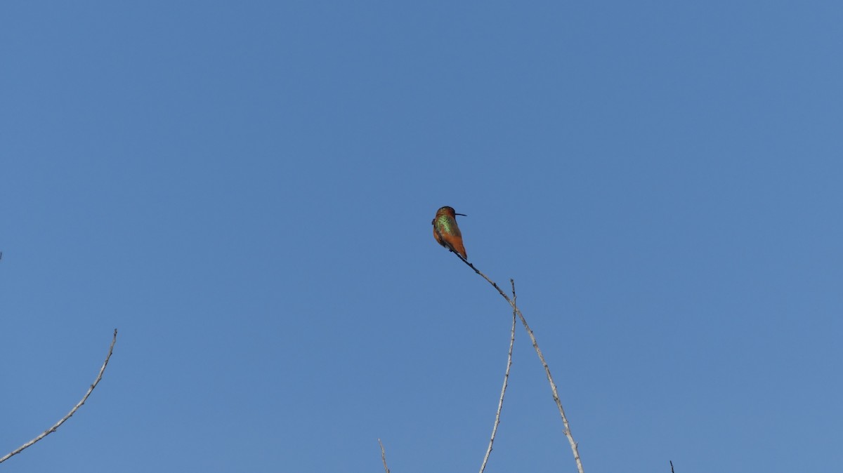 Алленов колибри - ML646300932