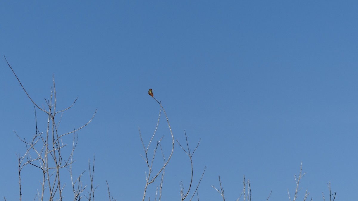 Алленов колибри - ML646300933