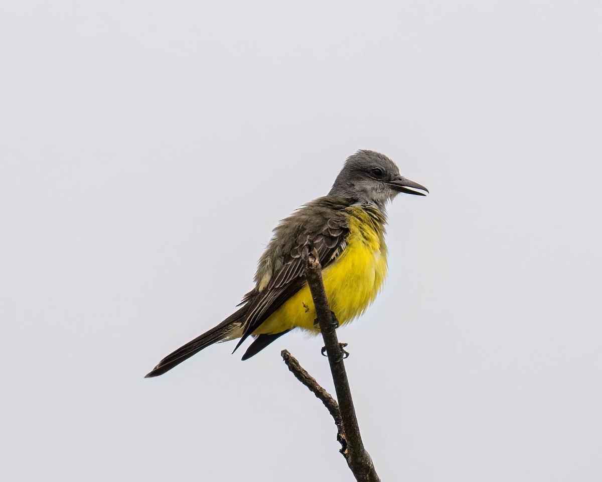 Коровий тиранн - ML646300936