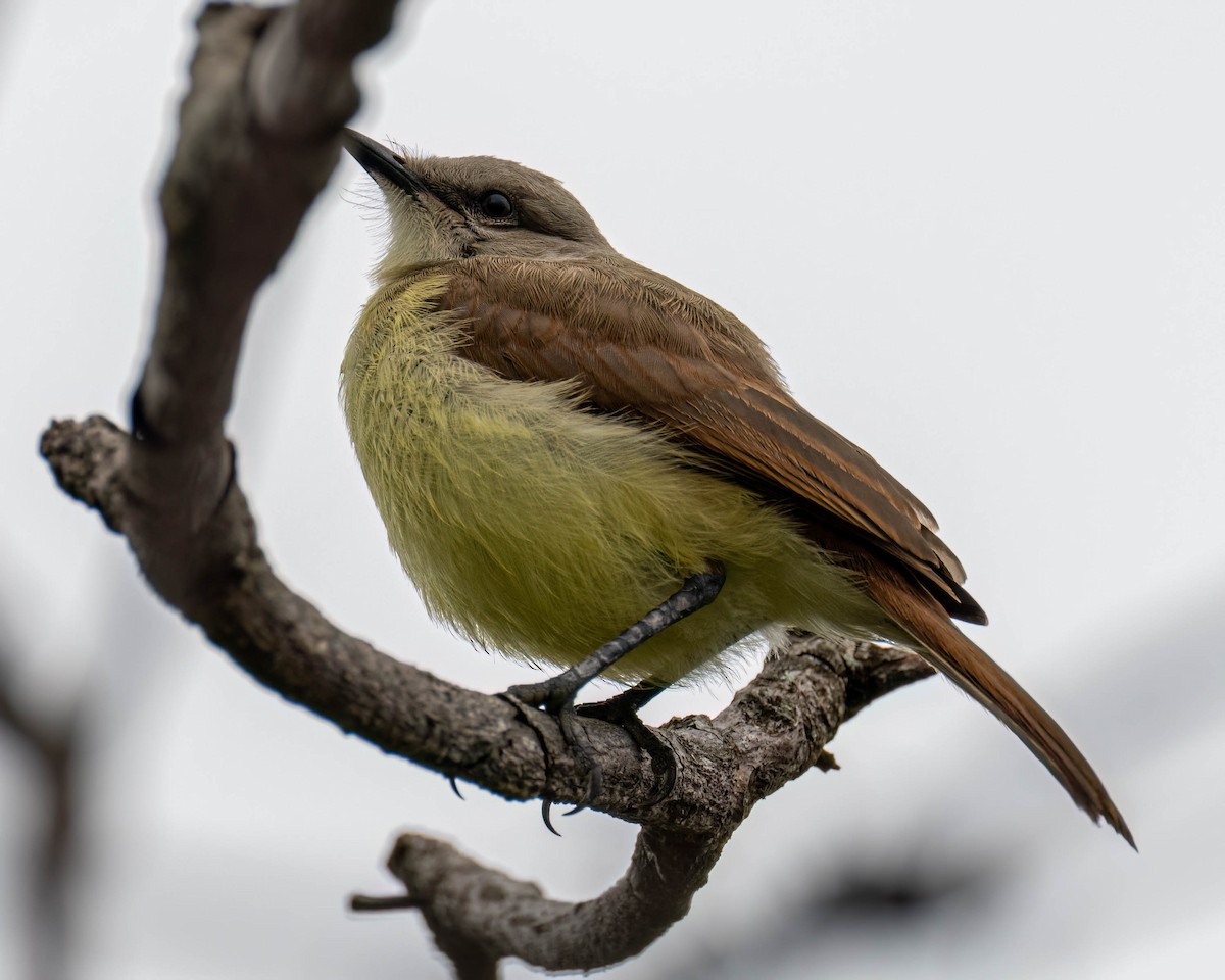 Коровий тиранн - ML646300937