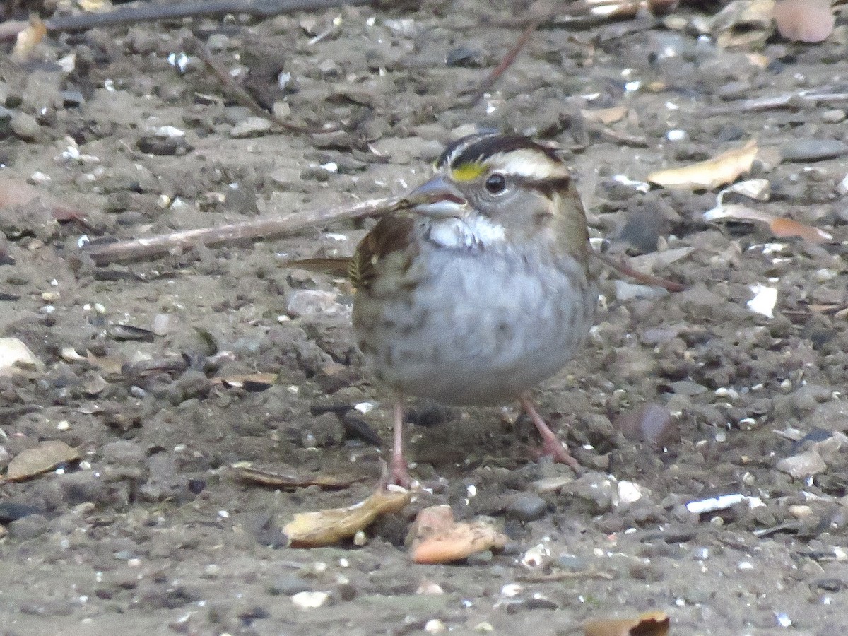 Белогорлая зонотрихия - ML646300943