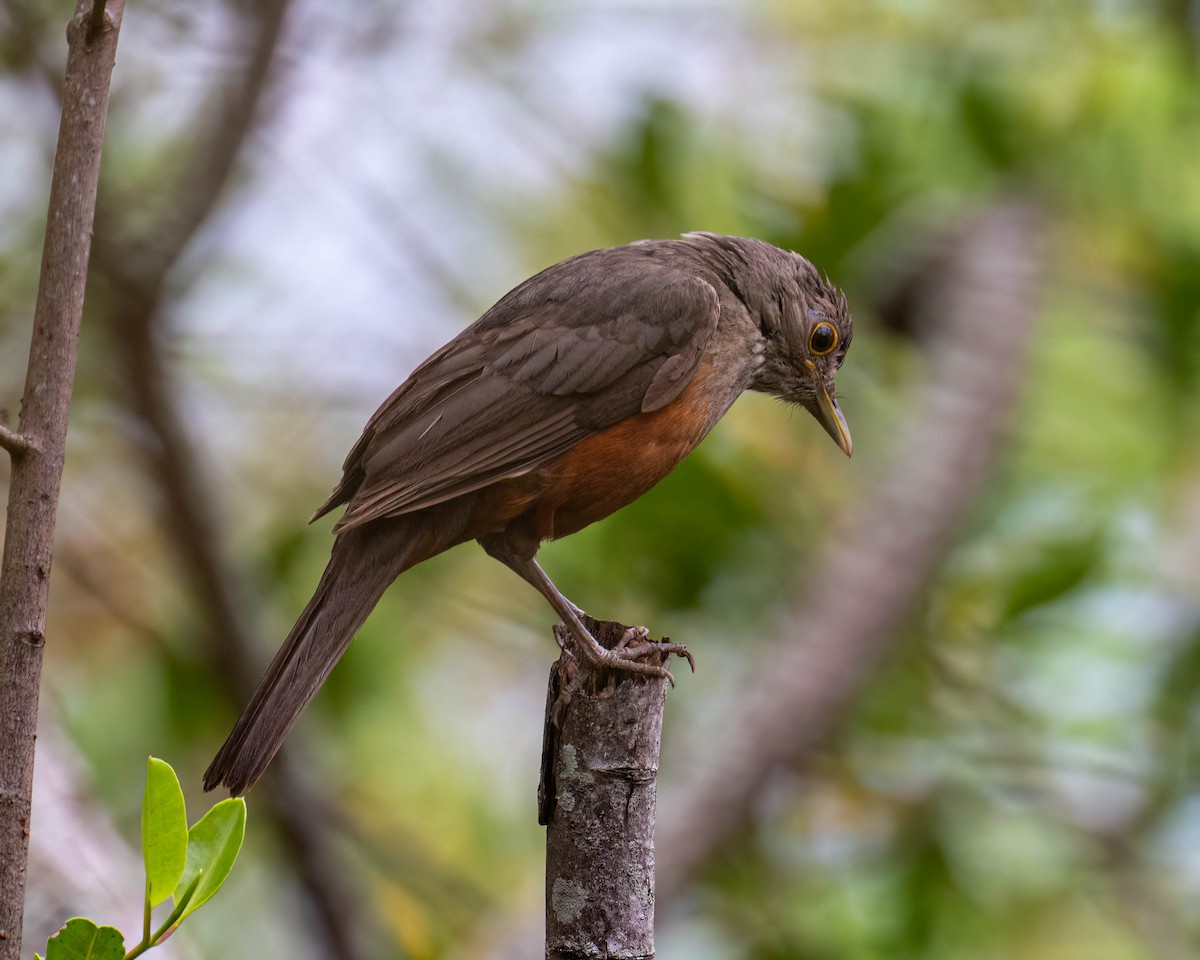 Рыжебрюхий дрозд - ML646300944