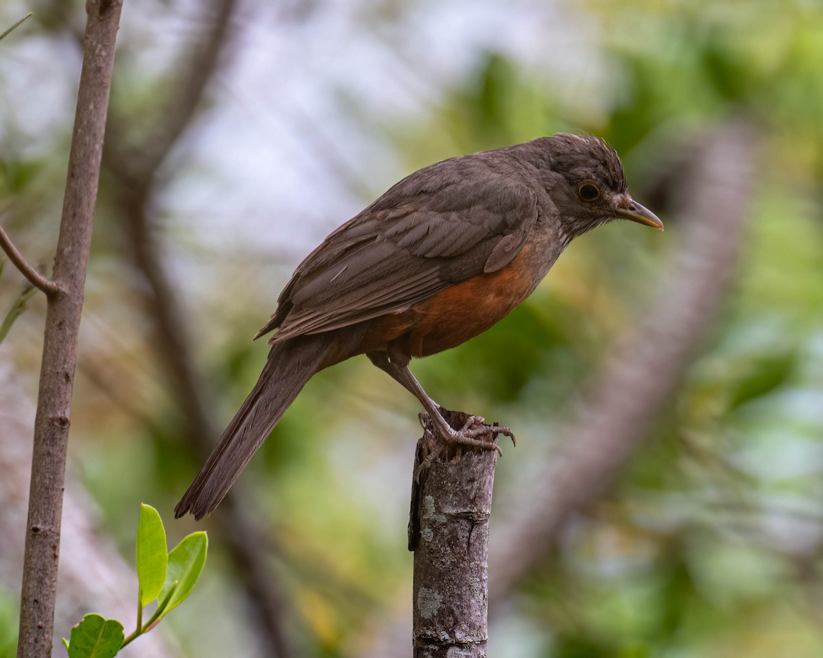 Рыжебрюхий дрозд - ML646300945