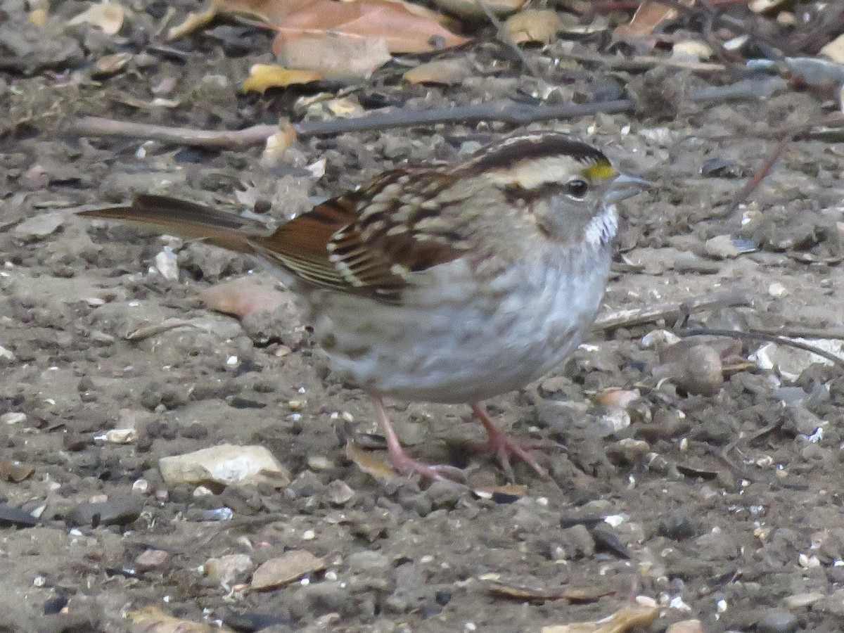 Белогорлая зонотрихия - ML646300946