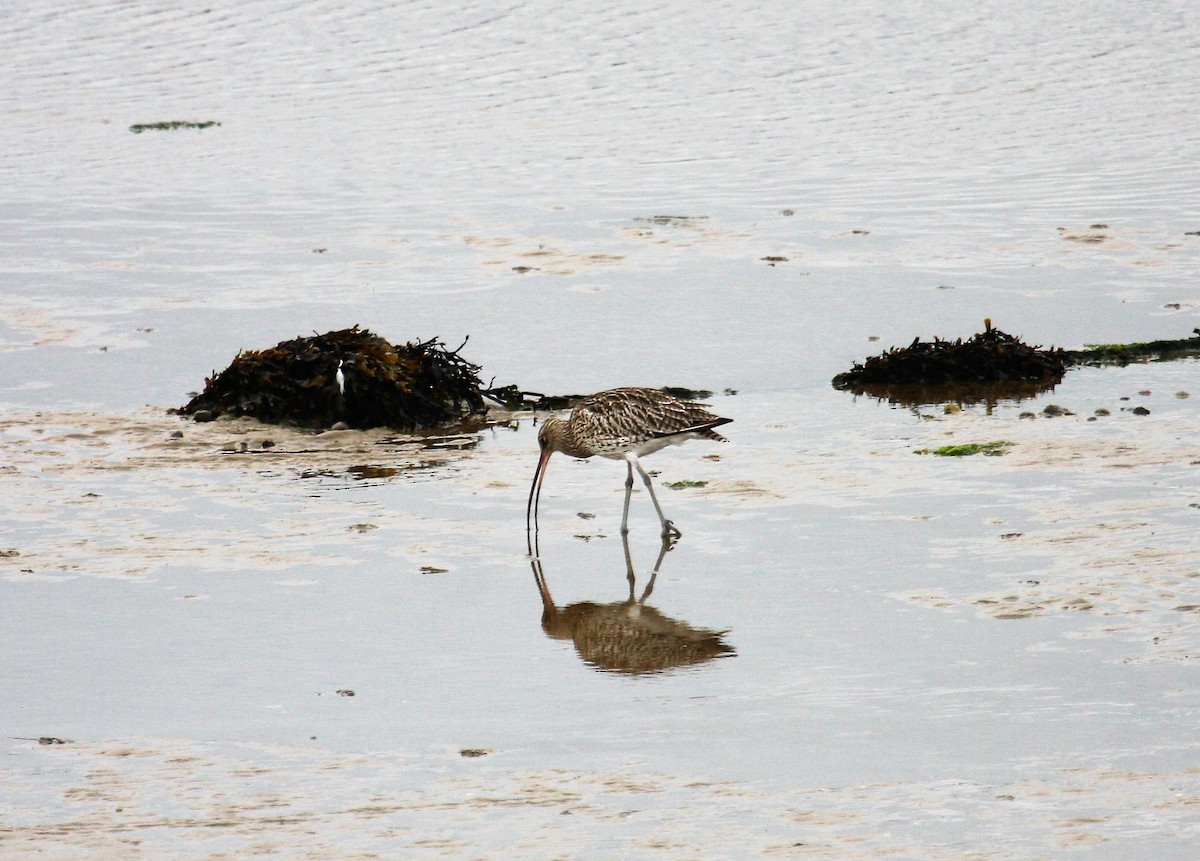 Большой кроншнеп - ML646300949