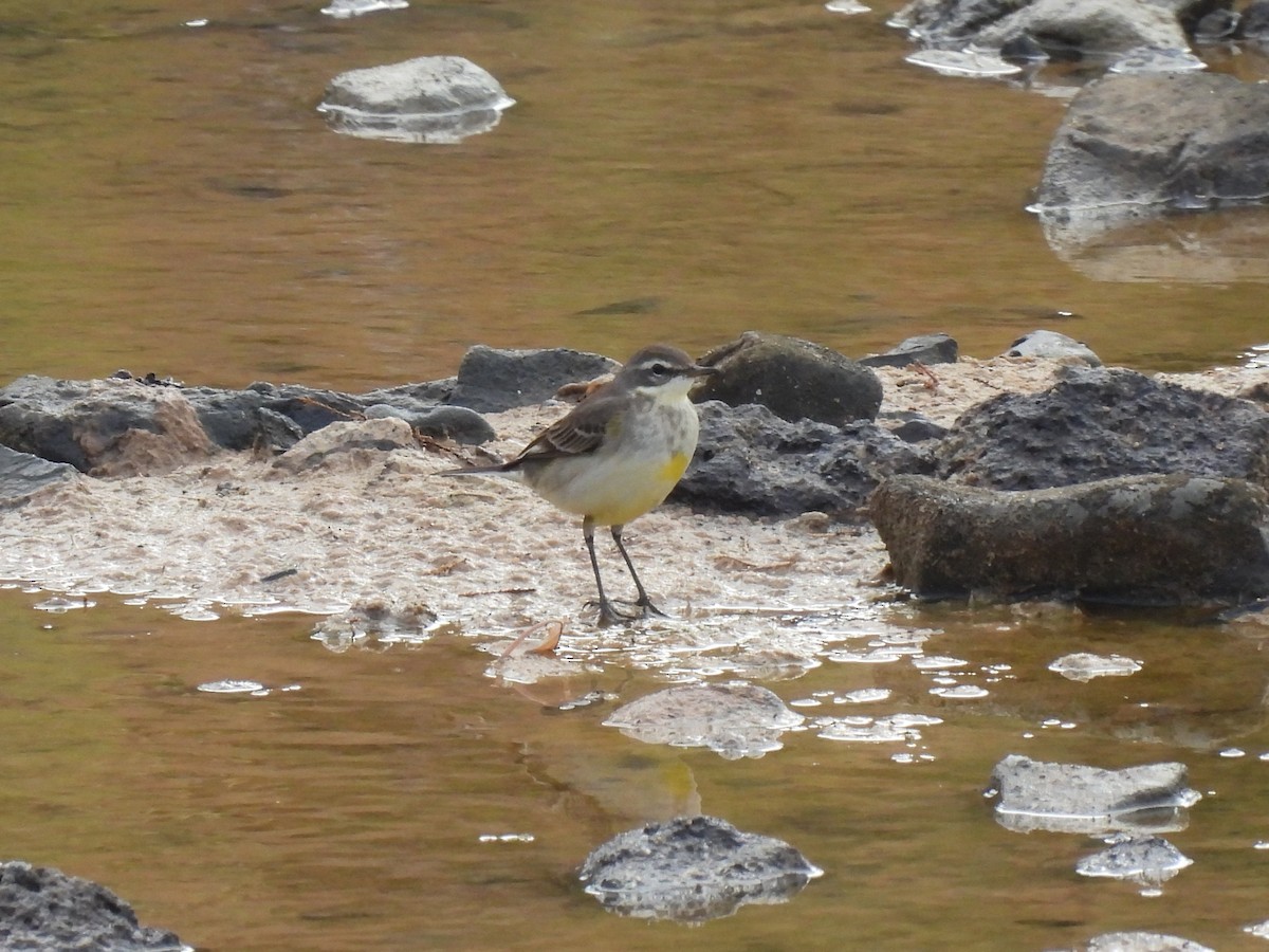 Eastern Yellow Wagtail - ML646300950