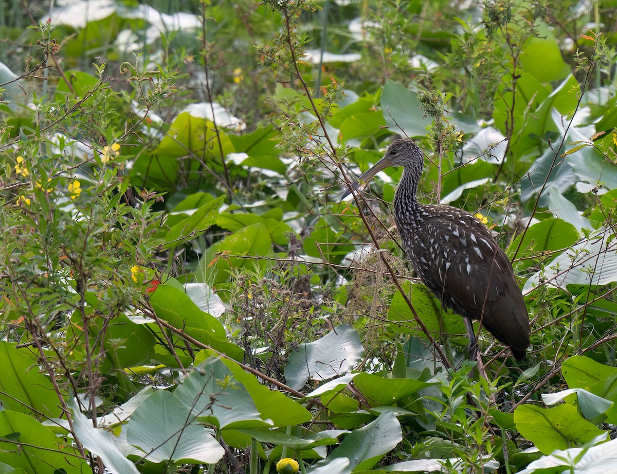 Арама - ML646300951