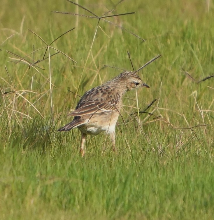 Степной конёк - ML646300952