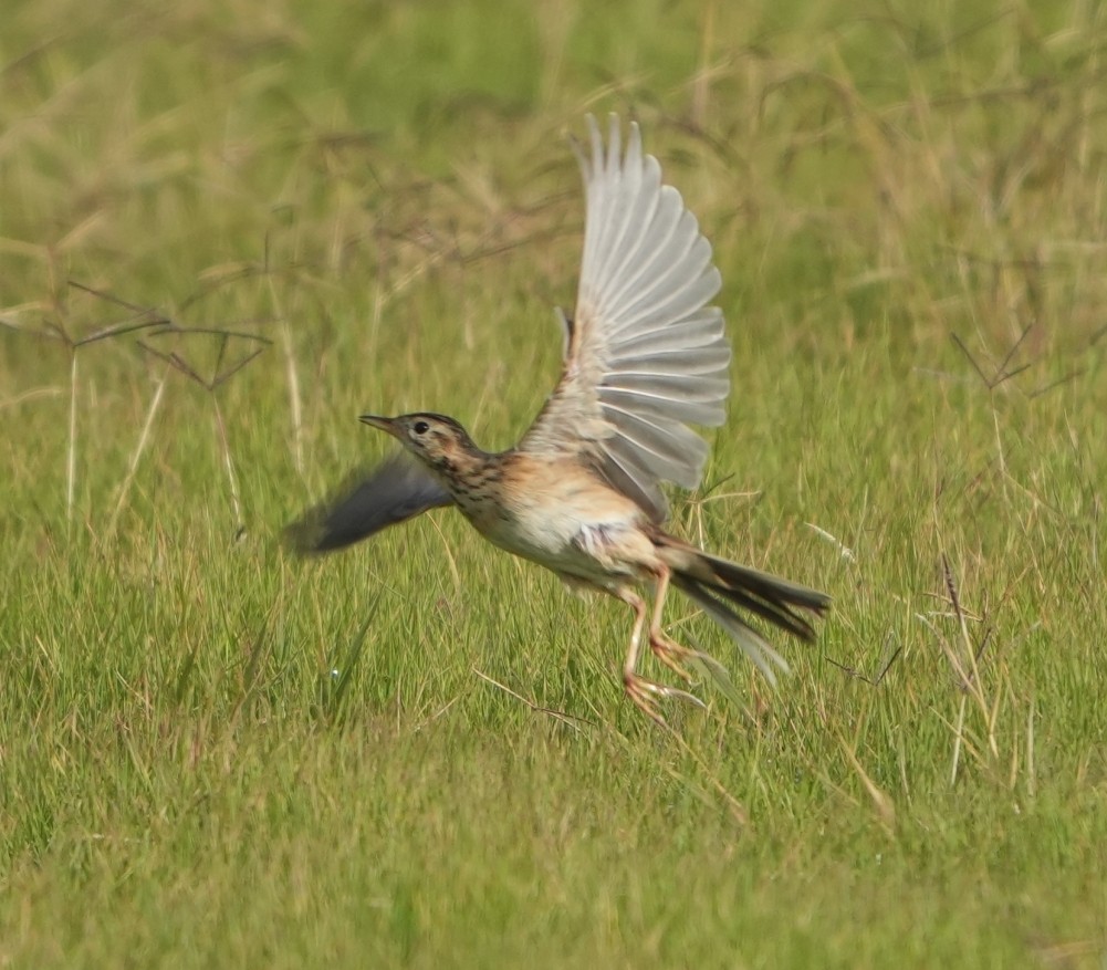 Степной конёк - ML646300953