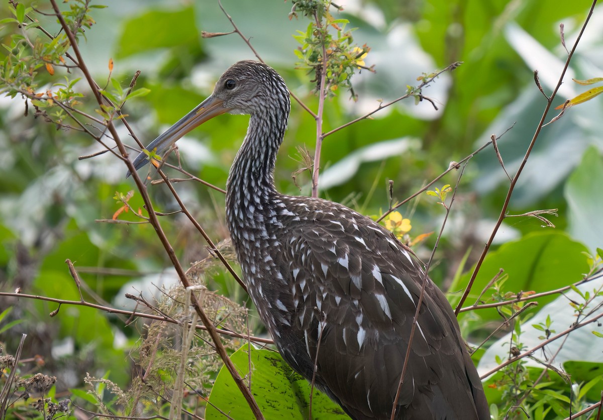 Арама - ML646300954