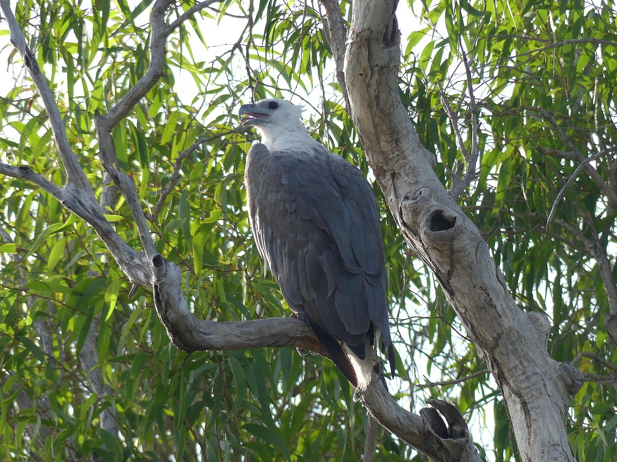 Белобрюхий орлан - ML646300957