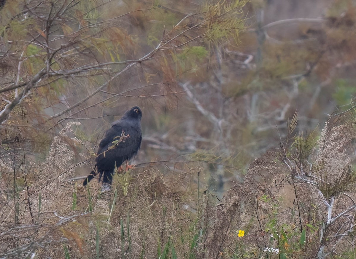 Коршун-слизнеед - ML646300958