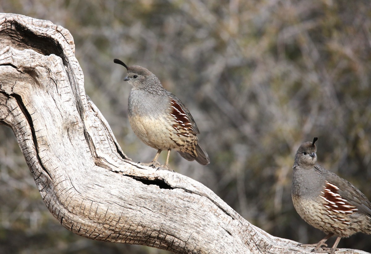 Шлемоносный перепел - ML646300960