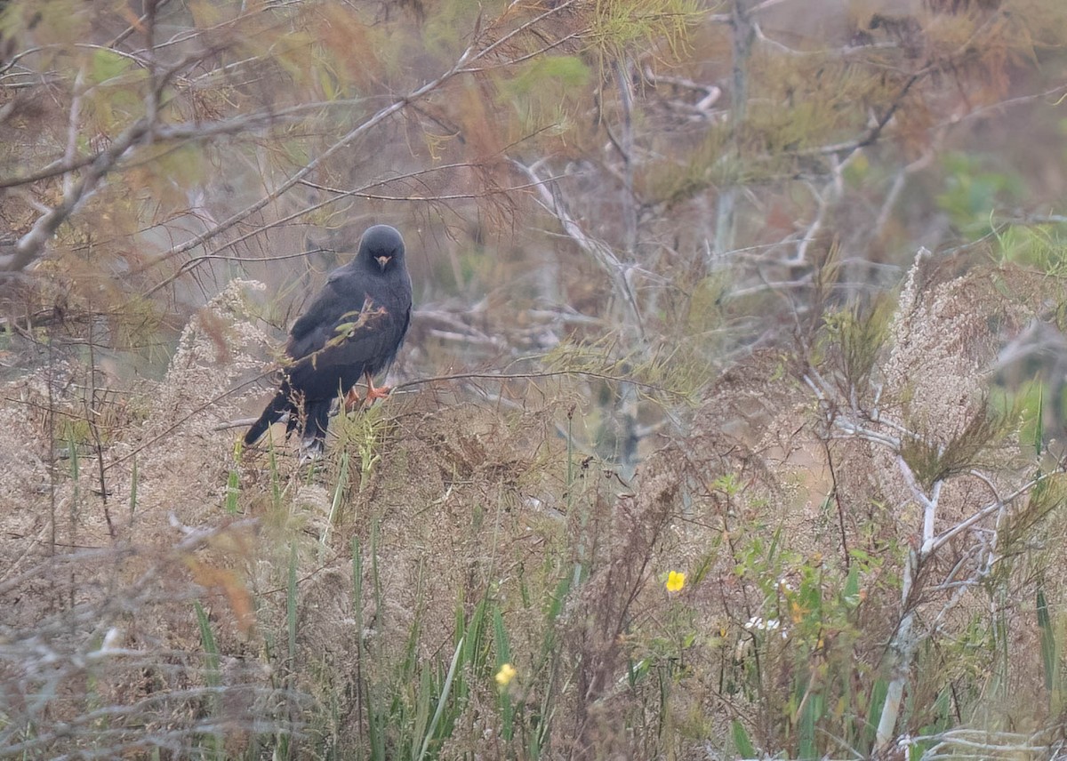 Коршун-слизнеед - ML646300961