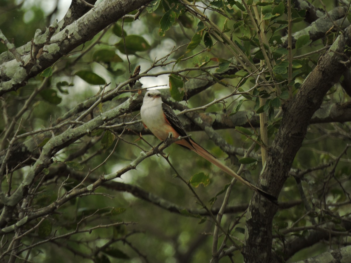 Длиннохвостый тиранн - ML646300962