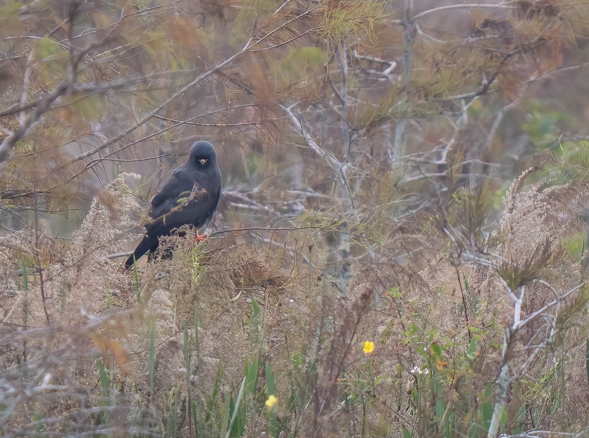 Коршун-слизнеед - ML646300963