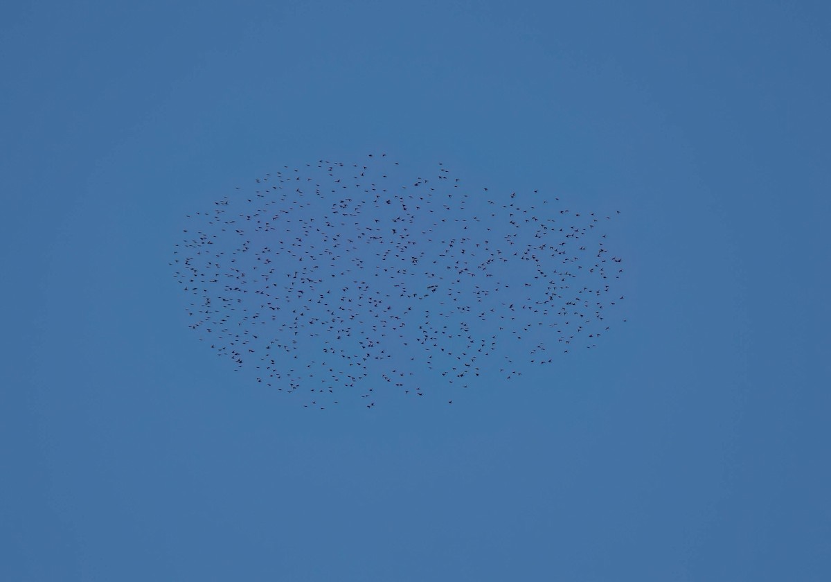 Обыкновенный скворец - ML646300965