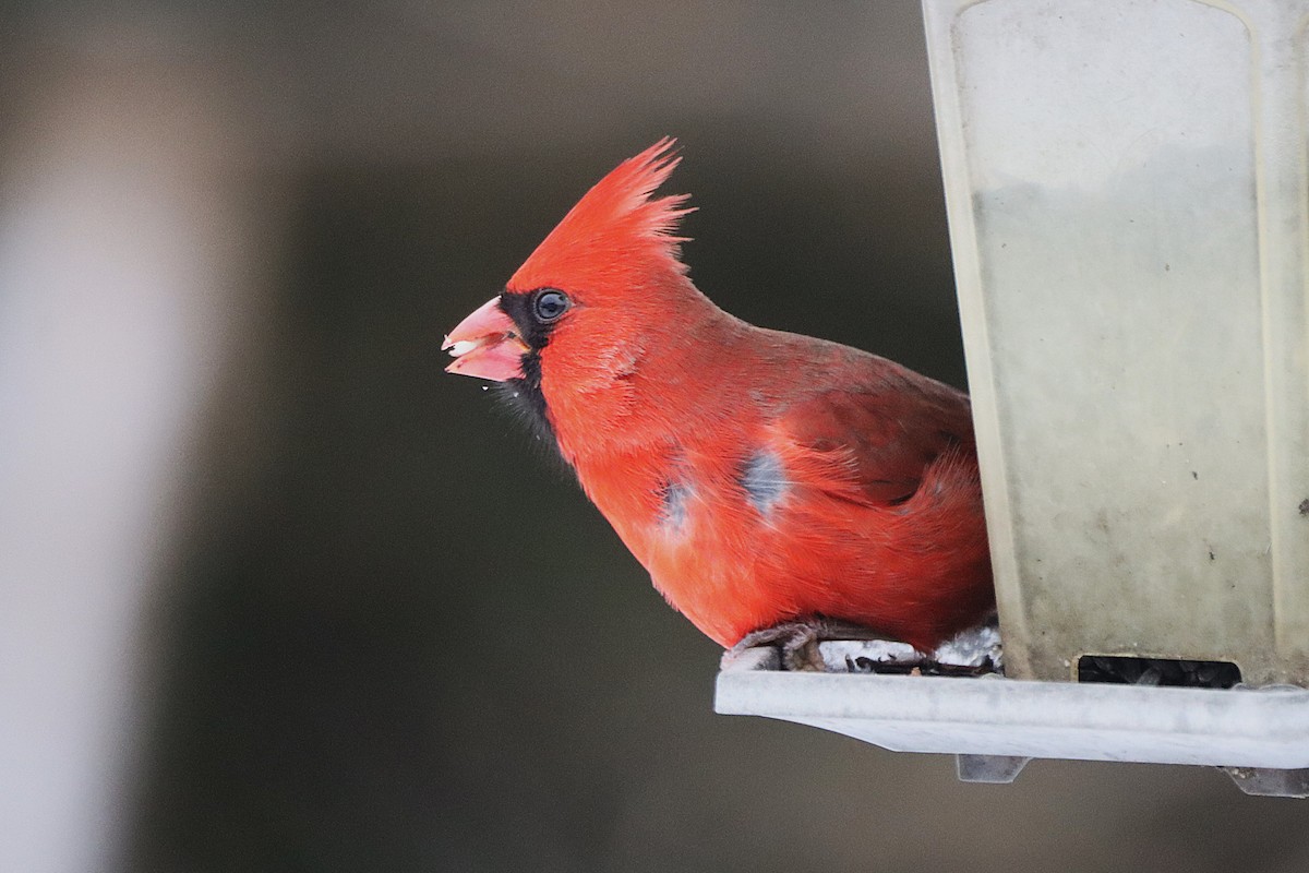 Красный кардинал - ML646300966