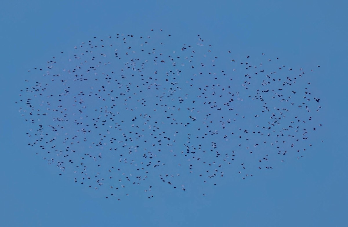 Обыкновенный скворец - ML646300967