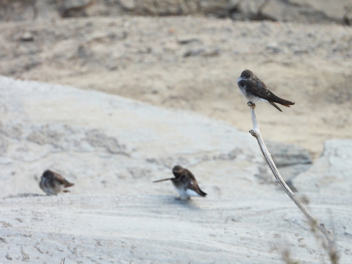 Plain Martin - ML646300968