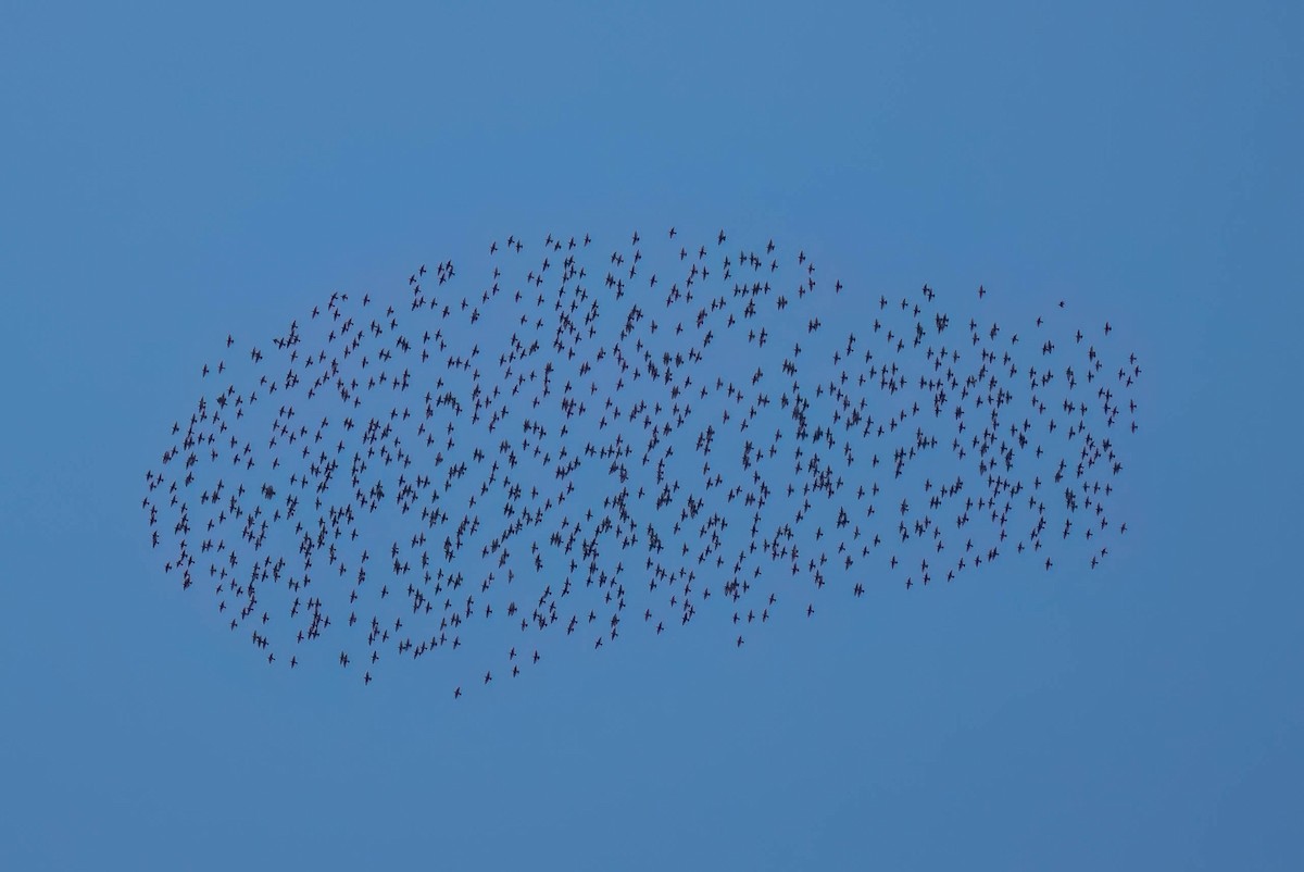 Обыкновенный скворец - ML646300969