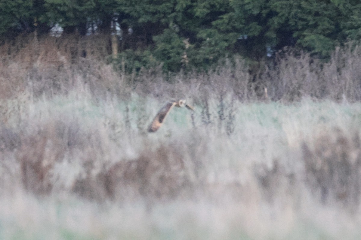 Short-eared Owl - ML646300976